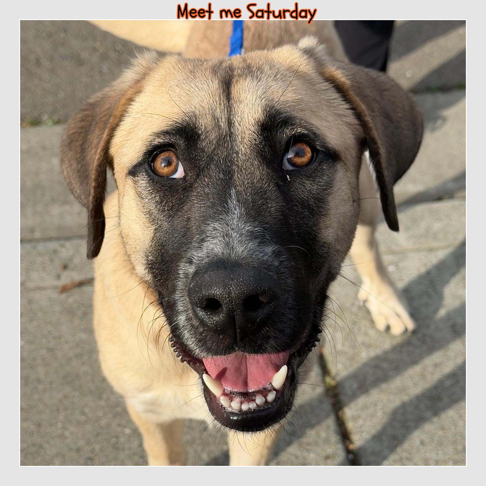 Enlarge Mochi, a Adoptable Anatolian Shepherd in Sunnyvale, CA image 1/1