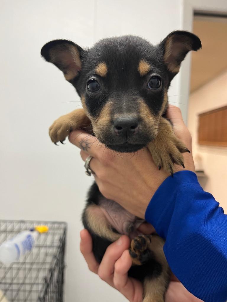 Enlarge General Jackson, a Adoptable mixed breed in Seven Points, TX image 1/1