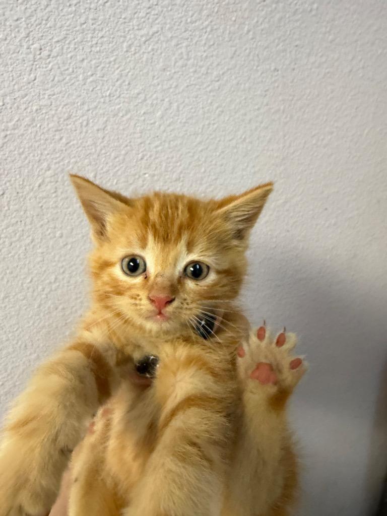 Spaghetti Squash, Adoptable, Kitten Male Domestic Short Hair.