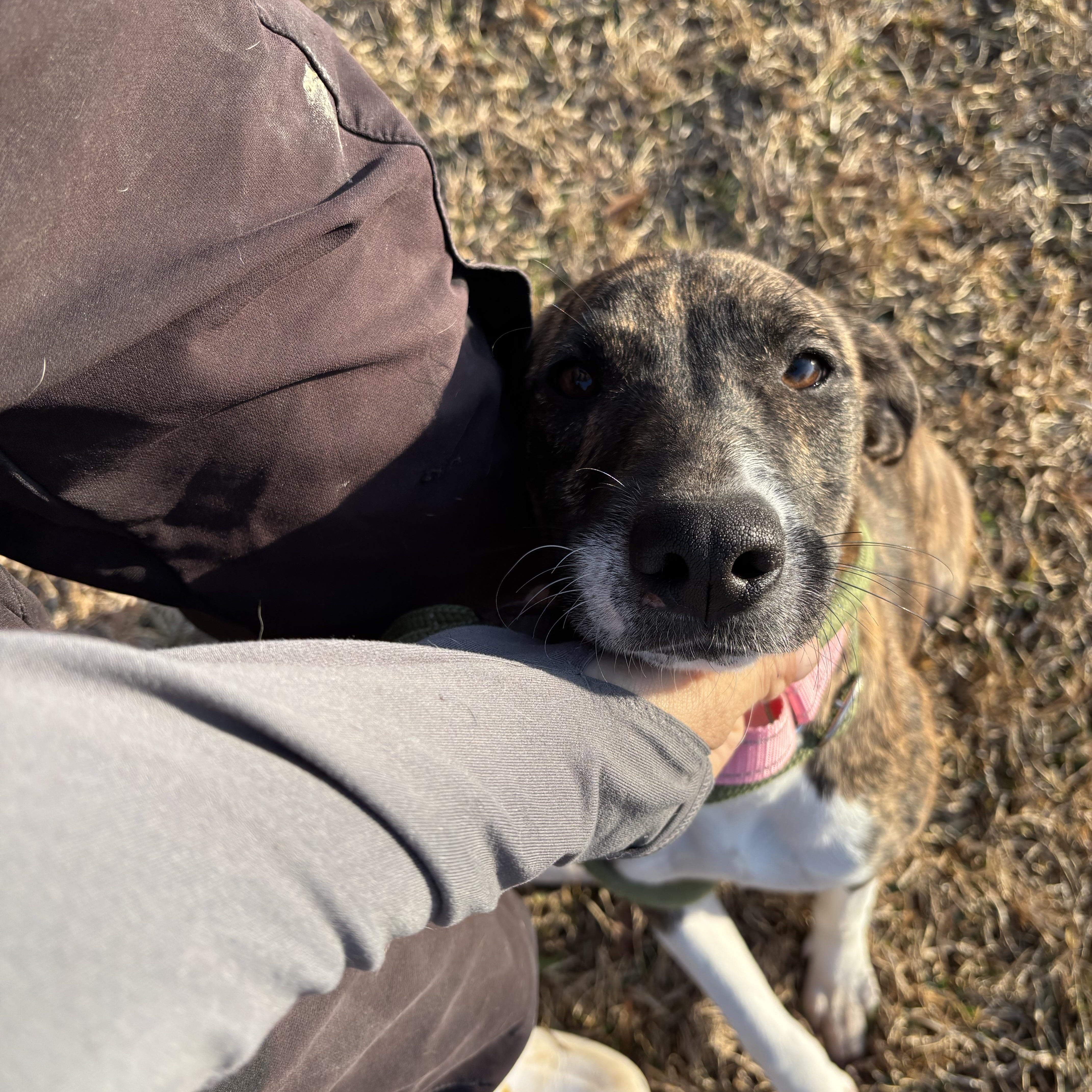 Enlarge Stella, an adopted mixed breed in Winchester, VA image 1/5