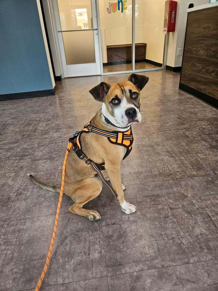 Webber, Adoptable, Young Male Boxer.