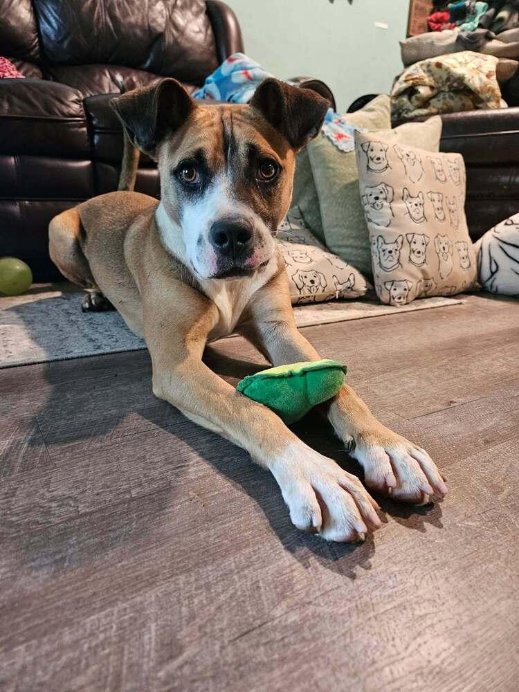 Webber, a Adoptable mixed breed in New Albany, OH image 2/4