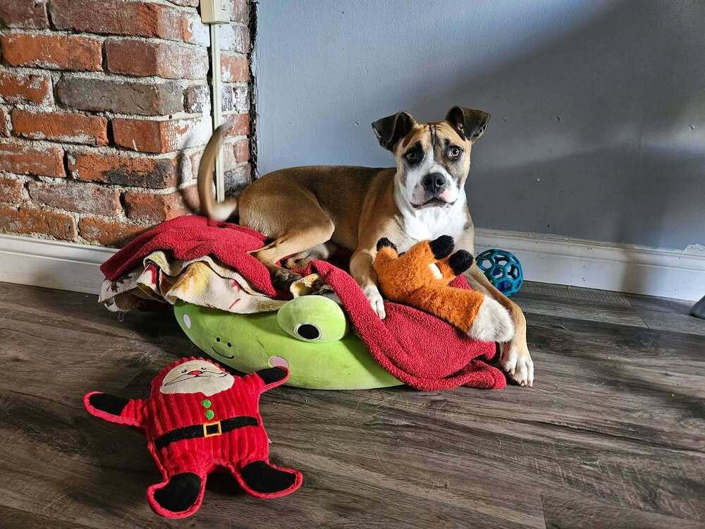 Webber, a Adoptable mixed breed in New Albany, OH image 4/4