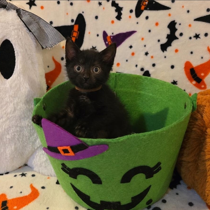 Enlarge Mavis, a Adoptable Domestic Short Hair in Moriches, NY image 2/2