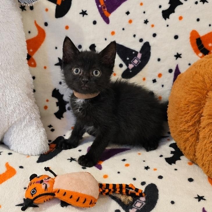 Enlarge Mavis, a Adoptable Domestic Short Hair in Moriches, NY image 1/2