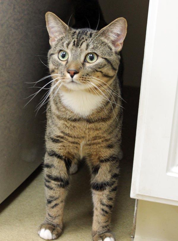 Fendi, ADOPTABLE, Adult Male Domestic Short Hair.