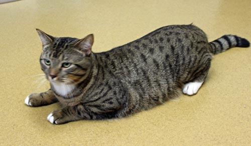 Fendi, a ADOPTABLE Domestic Short Hair in Mansfield, MA image 3/3