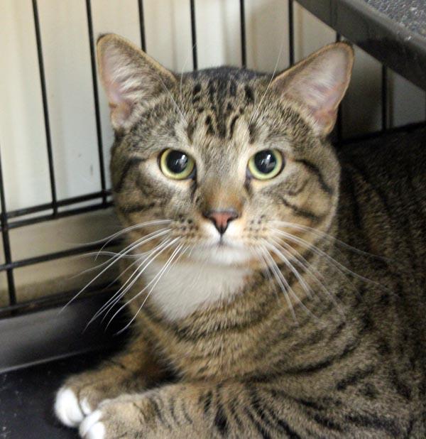 Fendi, a ADOPTABLE Domestic Short Hair in Mansfield, MA image 2/3