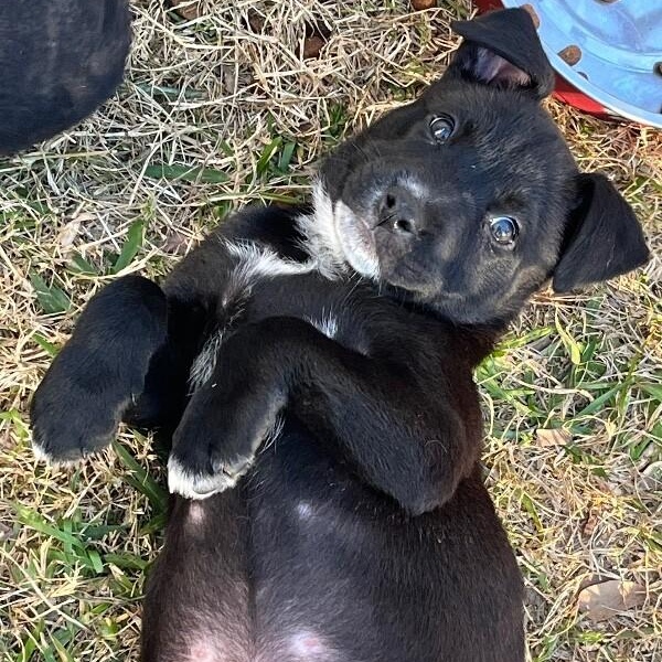 Virginia Choco — thumbnail 2