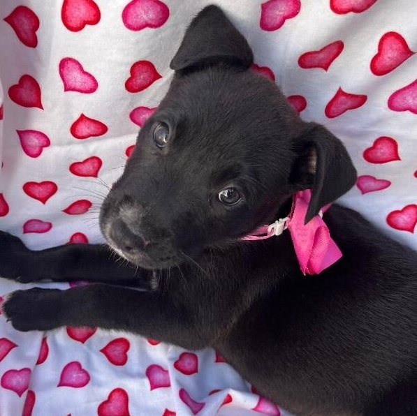 Virginia Choco — thumbnail 3