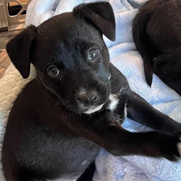 Virginia Choco — thumbnail 4