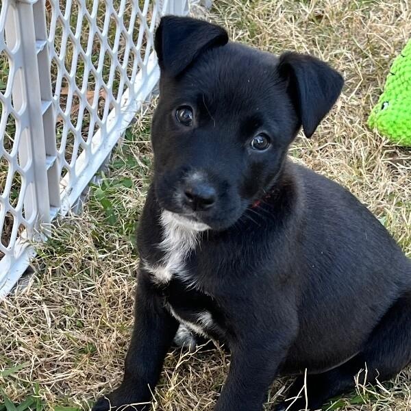 Virginia Choco — thumbnail 5