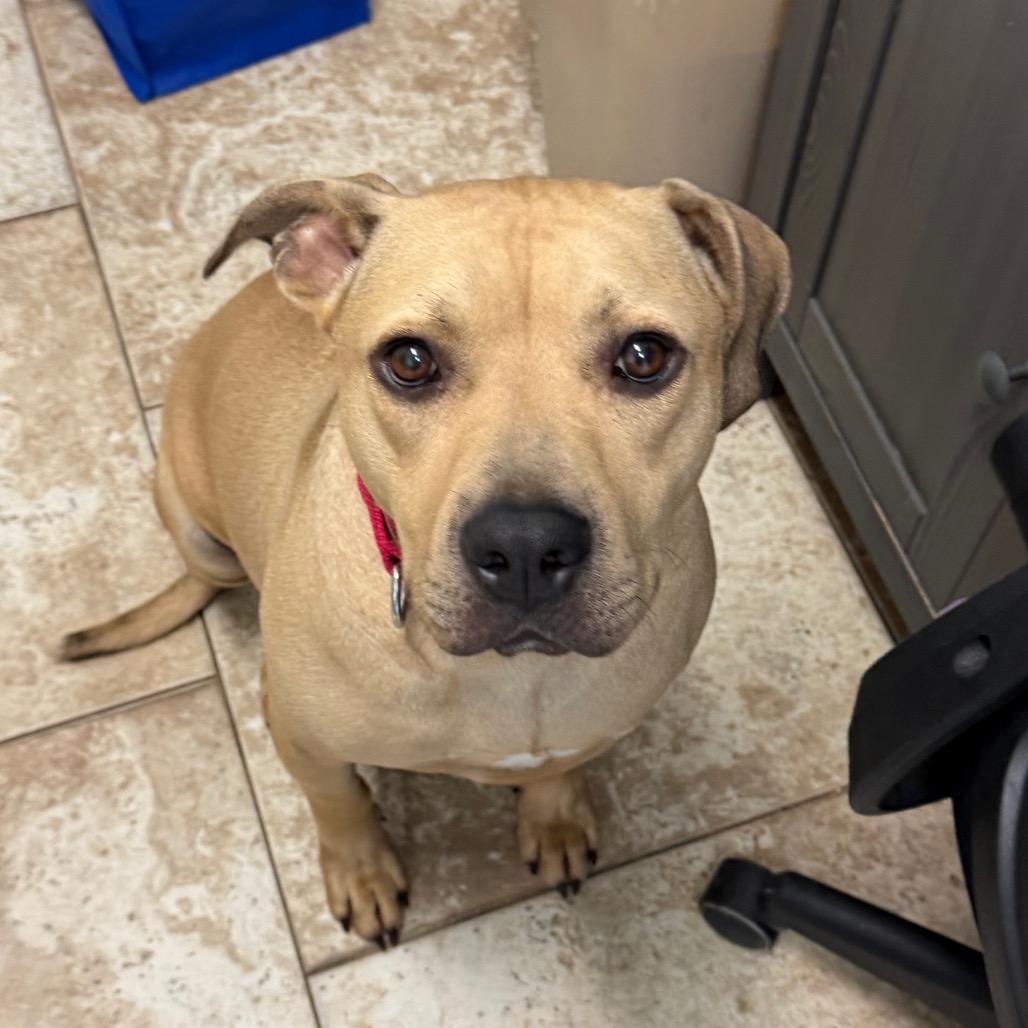 Burrito, Adoptable, Adult Male Mixed Breed.
