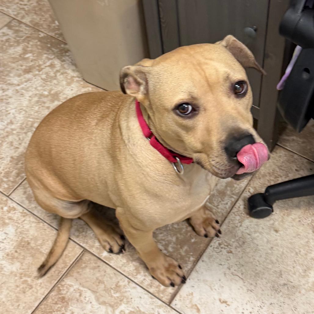 Enlarge Burrito, a Adoptable Mixed Breed in Titusville, FL image 2/3