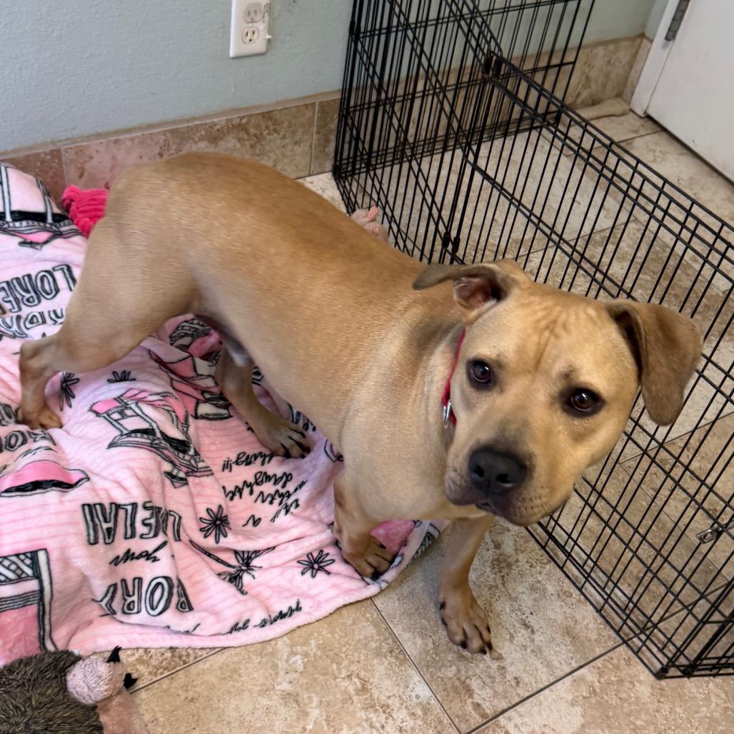 Enlarge Burrito, a Adoptable Mixed Breed in Titusville, FL image 3/3