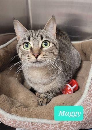 Enlarge Maggy-Sponsored, a Adoptable mixed breed in Richmond, IN image 1/6