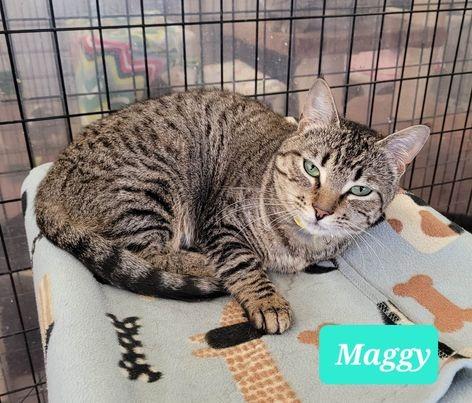 Maggy-Sponsored, Adoptable, Adult Female Domestic Short Hair.