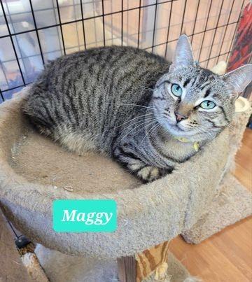 Maggy-Sponsored, a Adoptable mixed breed in Richmond, IN image 4/5