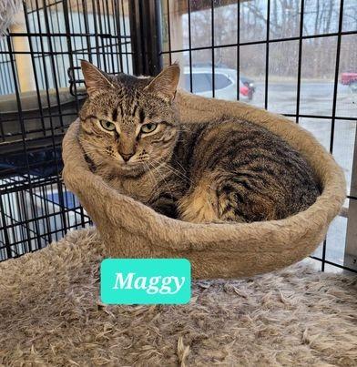 Enlarge Maggy-Sponsored, a Adoptable mixed breed in Richmond, IN image 4/6
