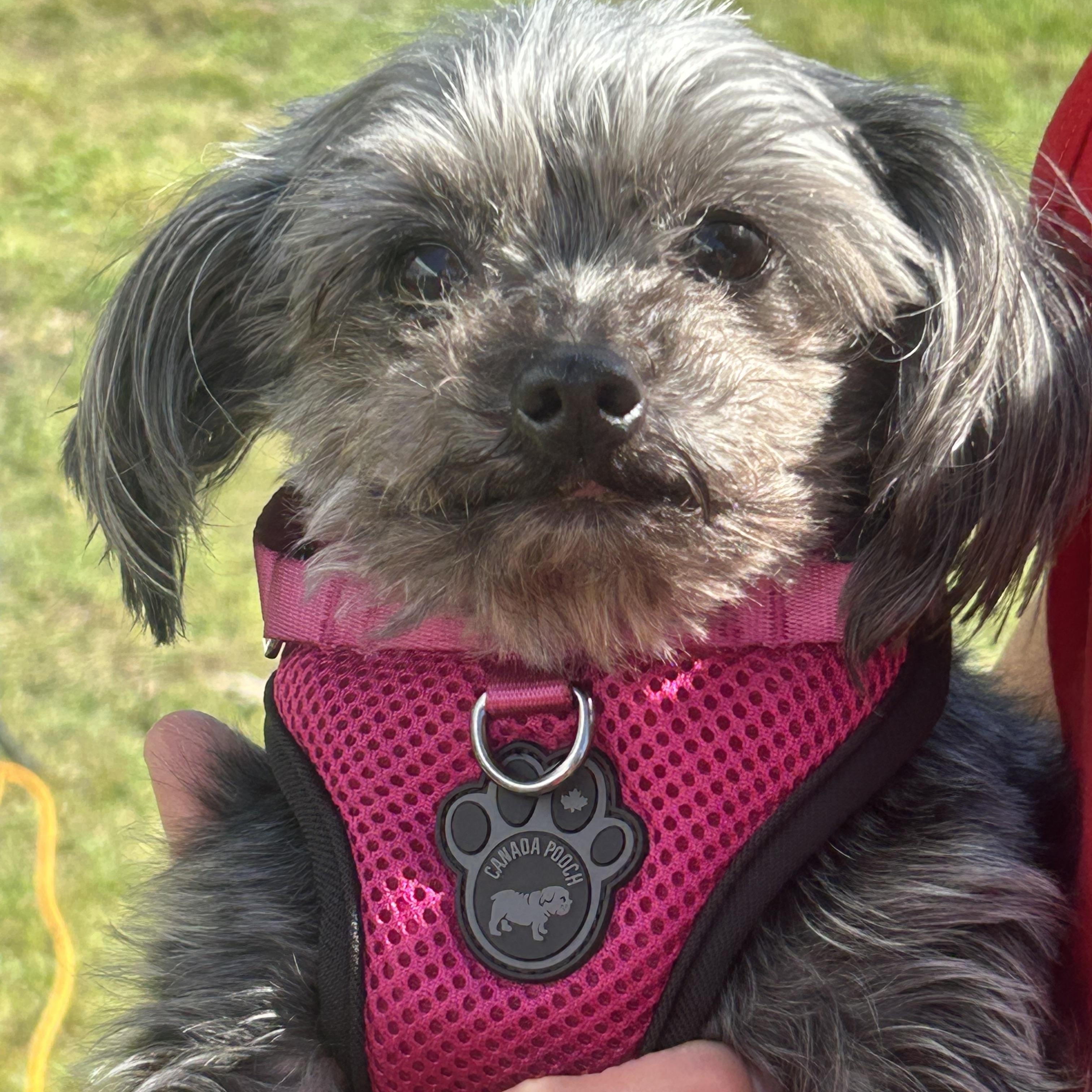 Levi. ADOPTED, Adoptable, Adult Male Yorkshire Terrier.