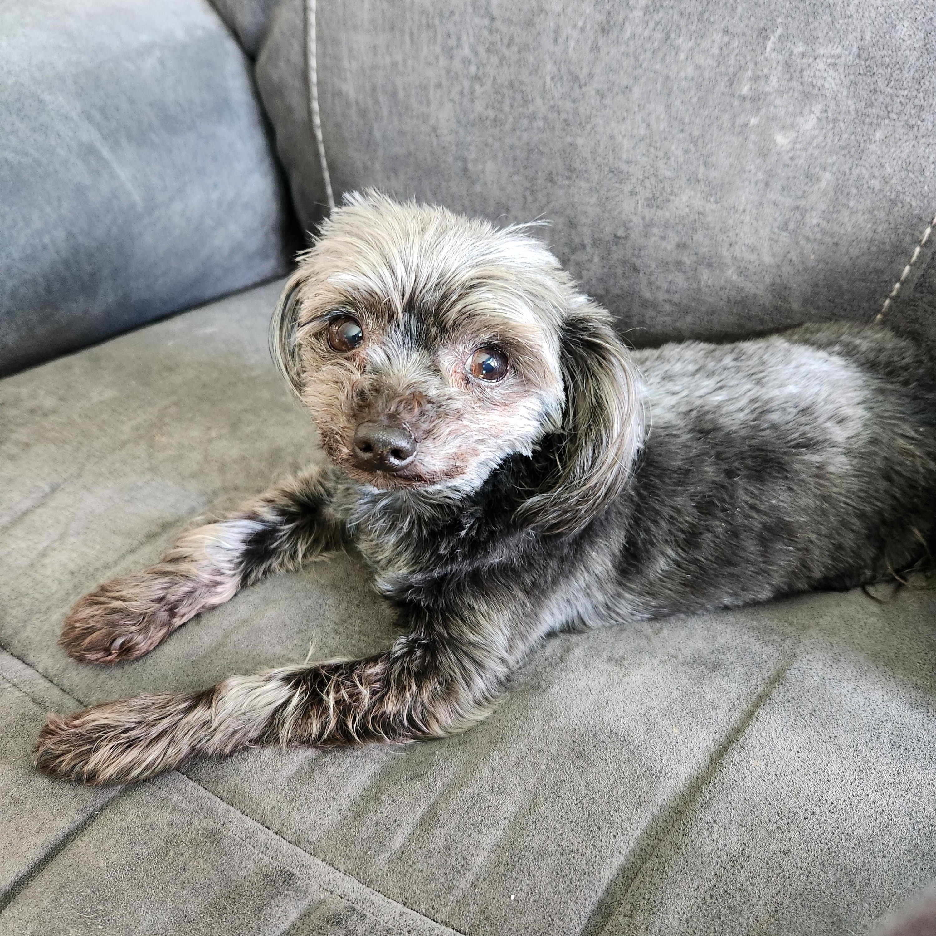 Levi. ADOPTED, a Adoptable mixed breed in Union Grove, WI image 2/3