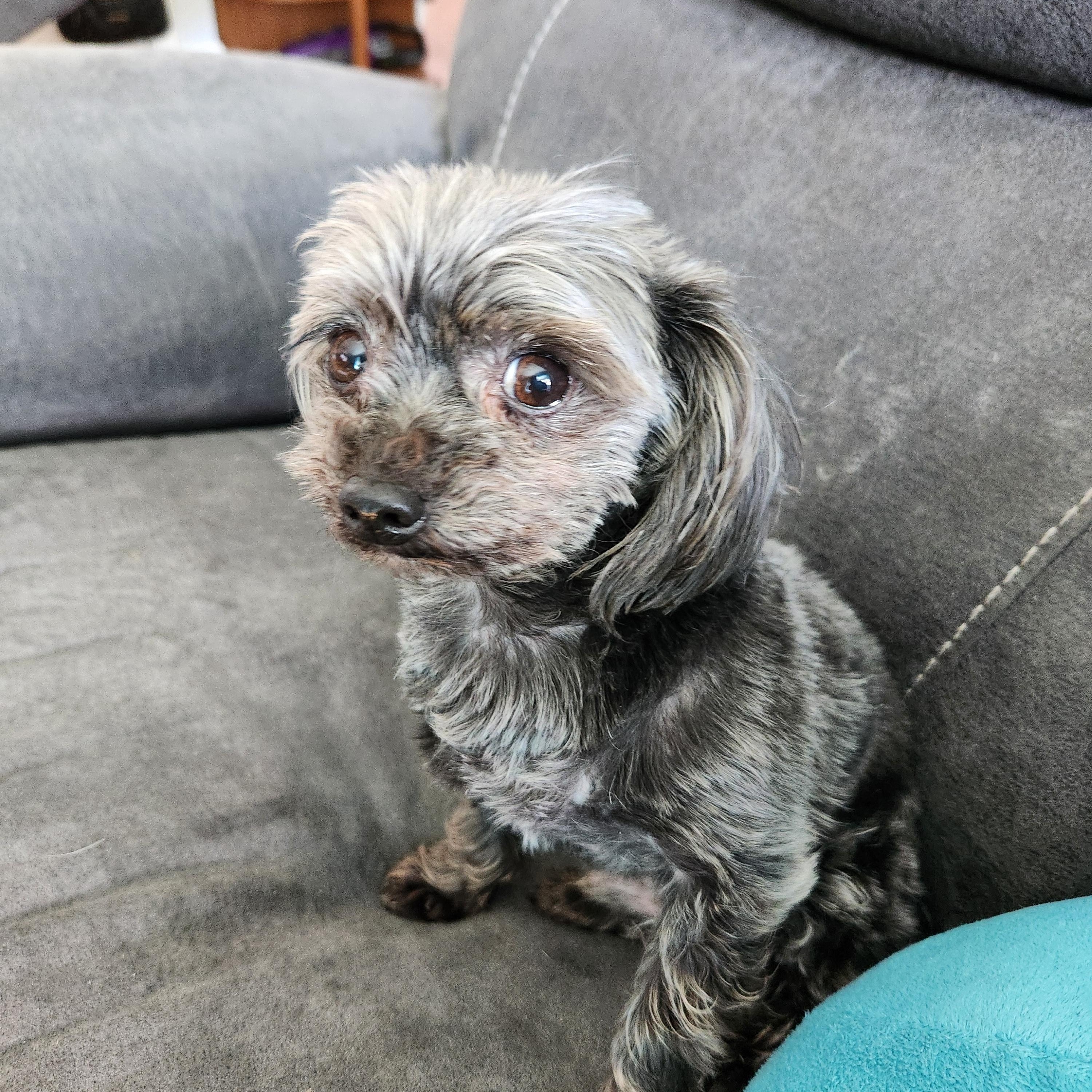 Levi. ADOPTED, a Adoptable mixed breed in Union Grove, WI image 3/3