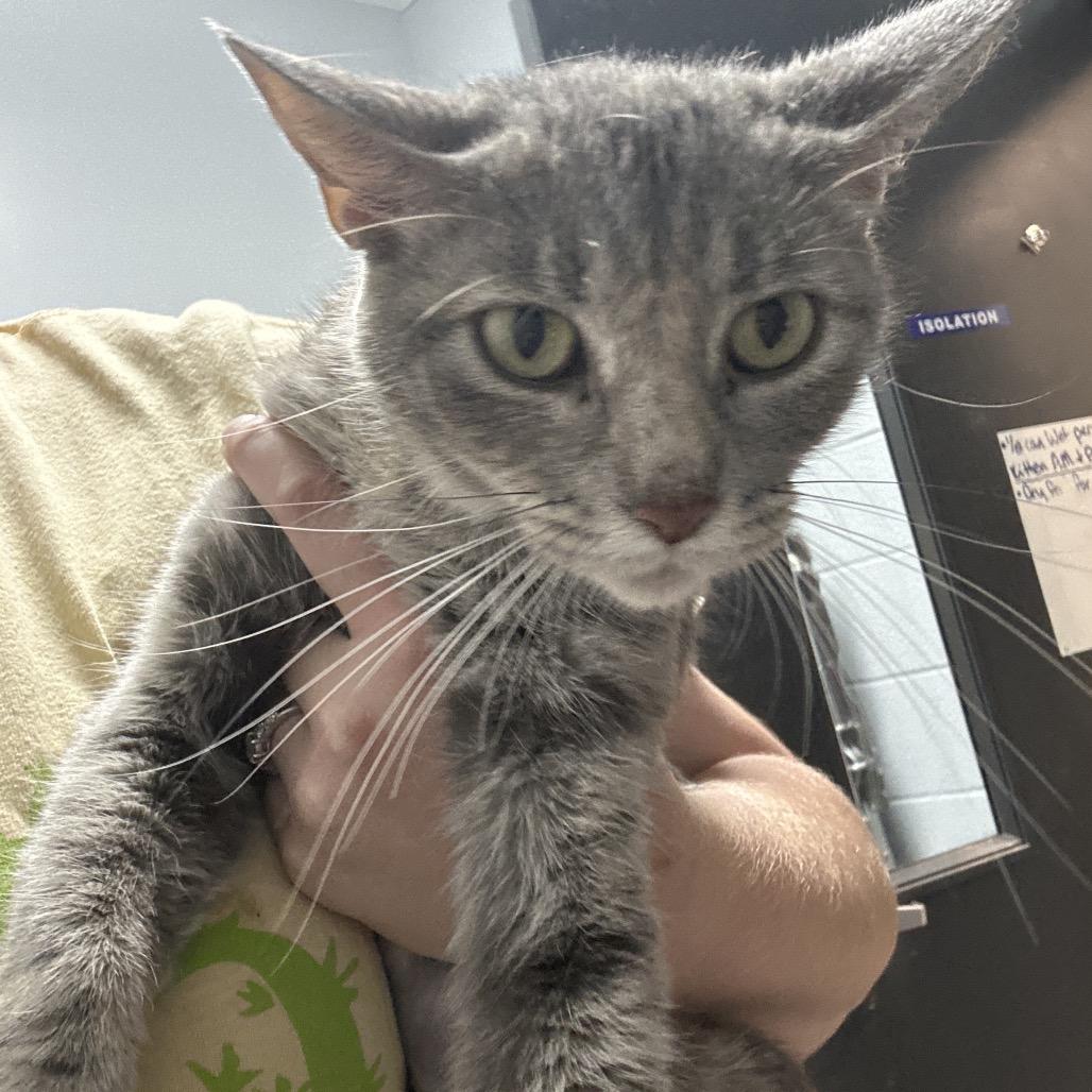 Meredith Grey, ADOPTABLE, Adult Female Domestic Short Hair.
