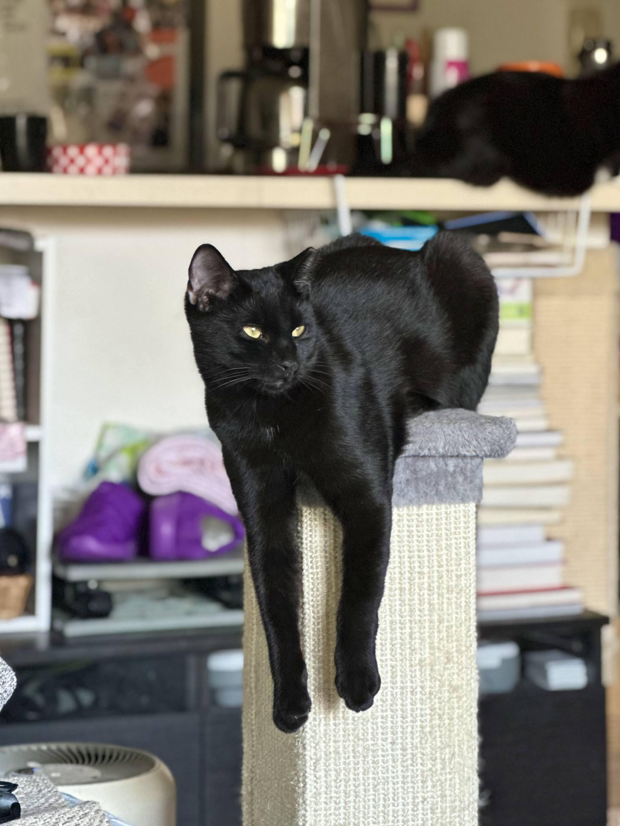 Enlarge St. Thomas, a Adoptable Domestic Short Hair in brooklyn, NY image 2/4
