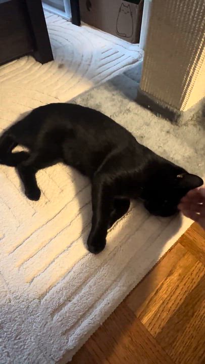 Enlarge St. Thomas, a Adoptable Domestic Short Hair in brooklyn, NY video 4/4