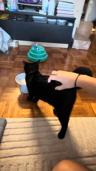 Enlarge St. Thomas, a Adoptable Domestic Short Hair in brooklyn, NY video 3/4