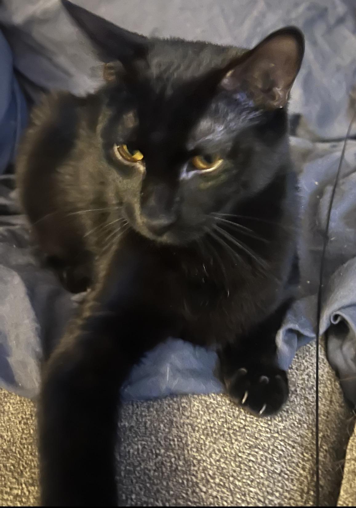 Enlarge Leo ( Friendly & Fun ), a ADOPTABLE Domestic Short Hair in Staten island, NY image 6/6