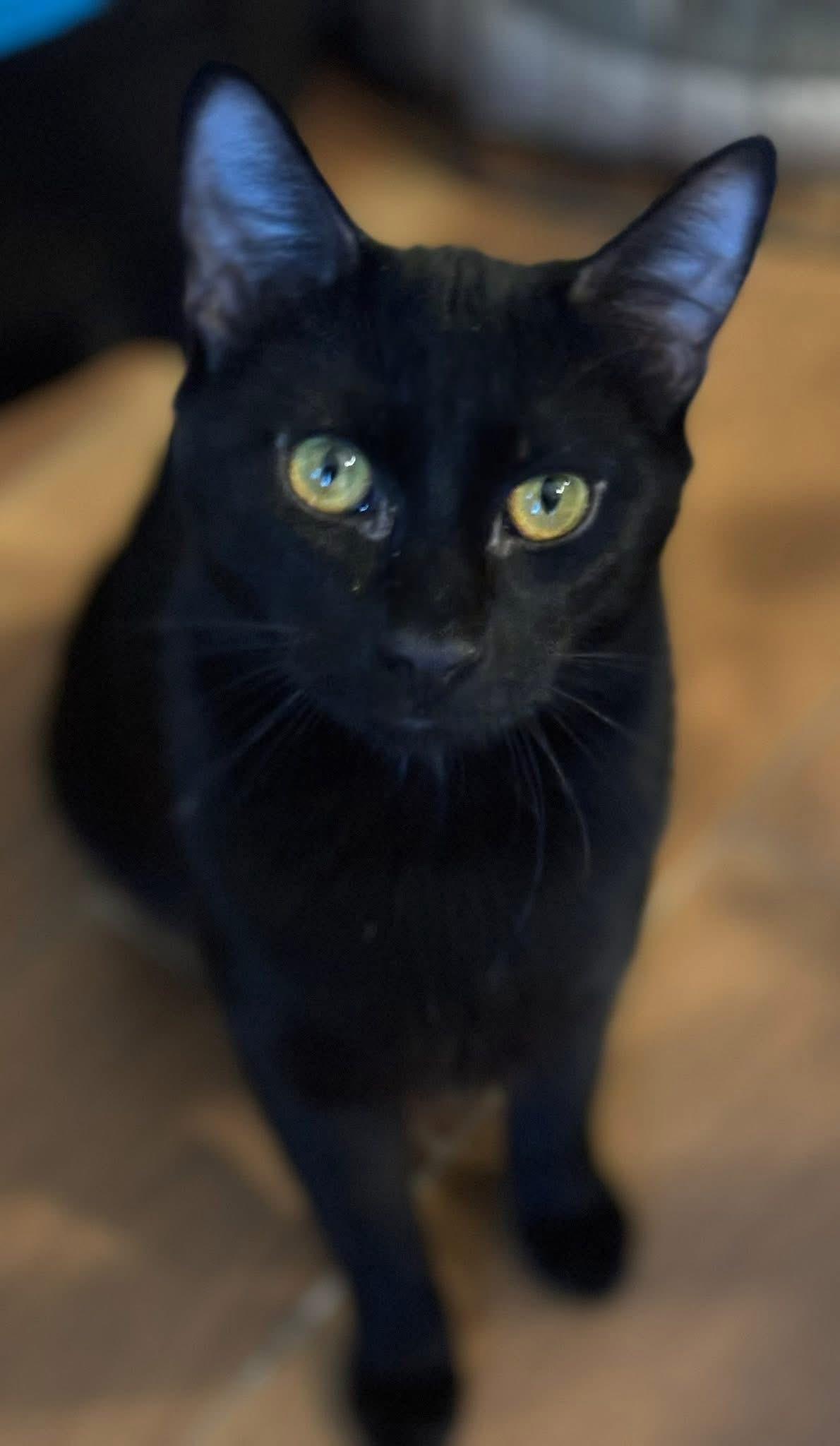 Leo ( Friendly & Fun ), ADOPTABLE, Young Male Domestic Short Hair.
