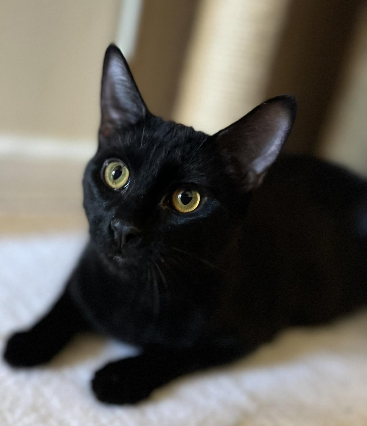 Enlarge Leo ( Friendly & Fun ), a ADOPTABLE Domestic Short Hair in Staten island, NY image 3/6