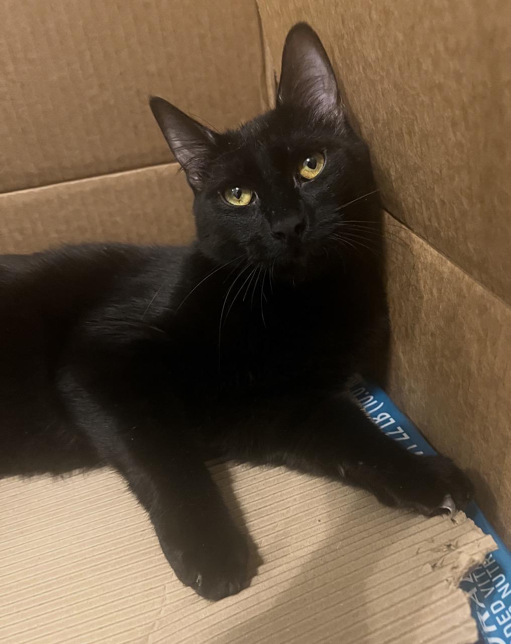 Enlarge Leo ( Friendly & Fun ), a ADOPTABLE Domestic Short Hair in Staten island, NY image 4/6