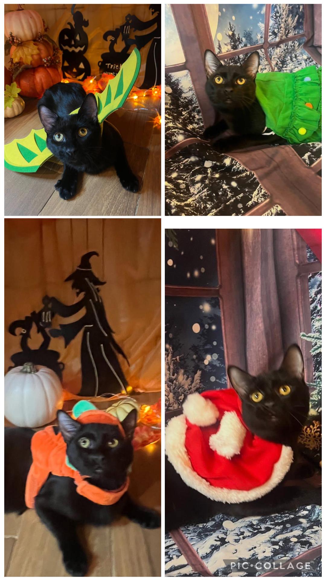 Enlarge Leo ( Friendly & Fun ), a ADOPTABLE Domestic Short Hair in Staten island, NY image 2/6