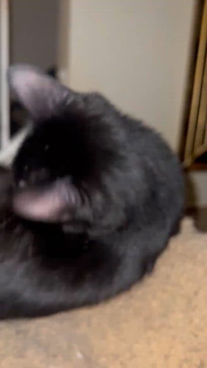 Enlarge Leo ( Friendly & Fun ), a ADOPTABLE Domestic Short Hair in Staten island, NY video 5/6