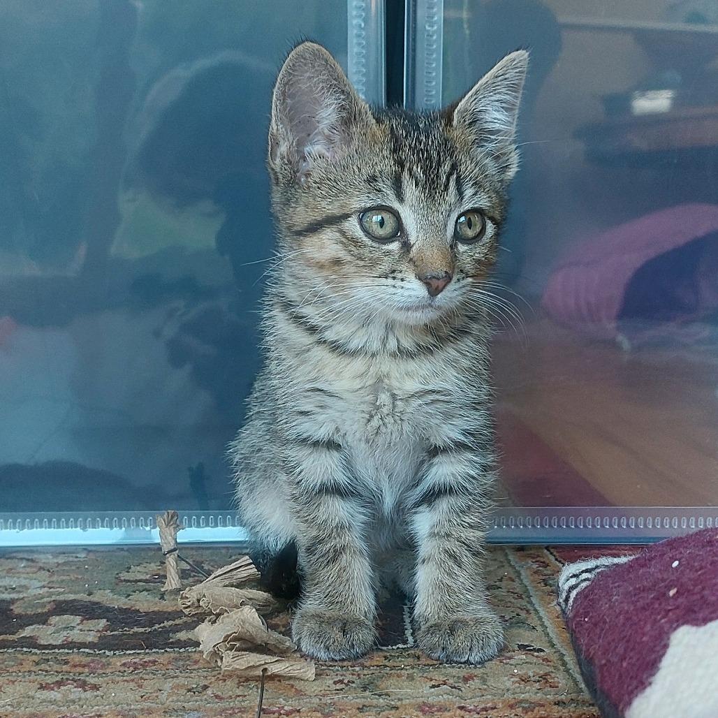 Cosmos (bonded with Zinnia), Adoptable, Kitten Male Domestic Short Hair.