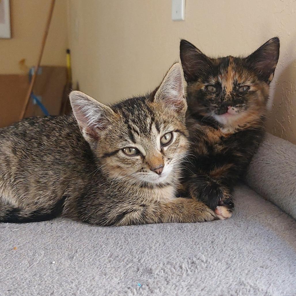 Enlarge Cosmos (bonded with Zinnia), a Adoptable Domestic Short Hair in Santa Rosa, CA image 2/6