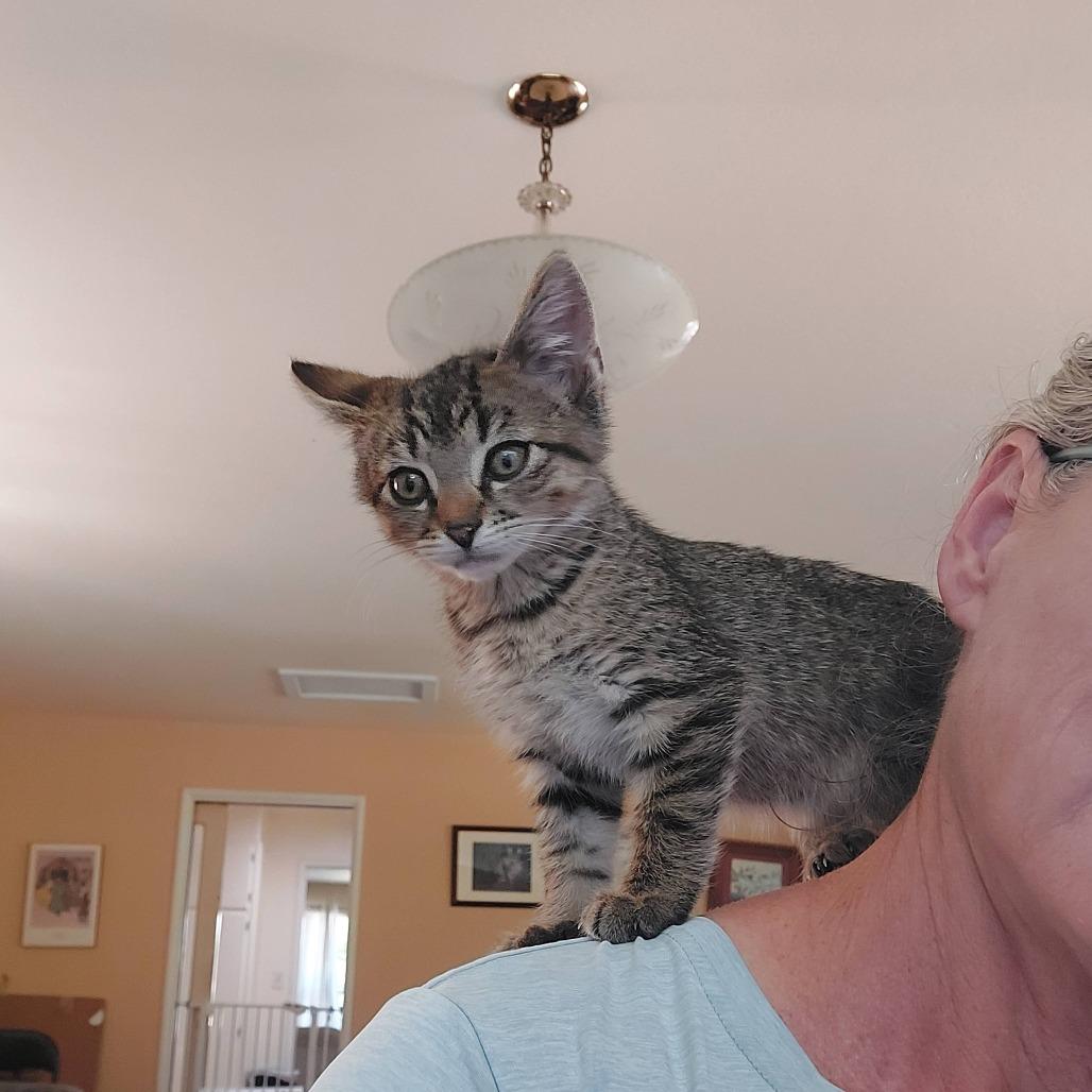 Enlarge Cosmos (bonded with Zinnia), a Adoptable Domestic Short Hair in Santa Rosa, CA image 5/6
