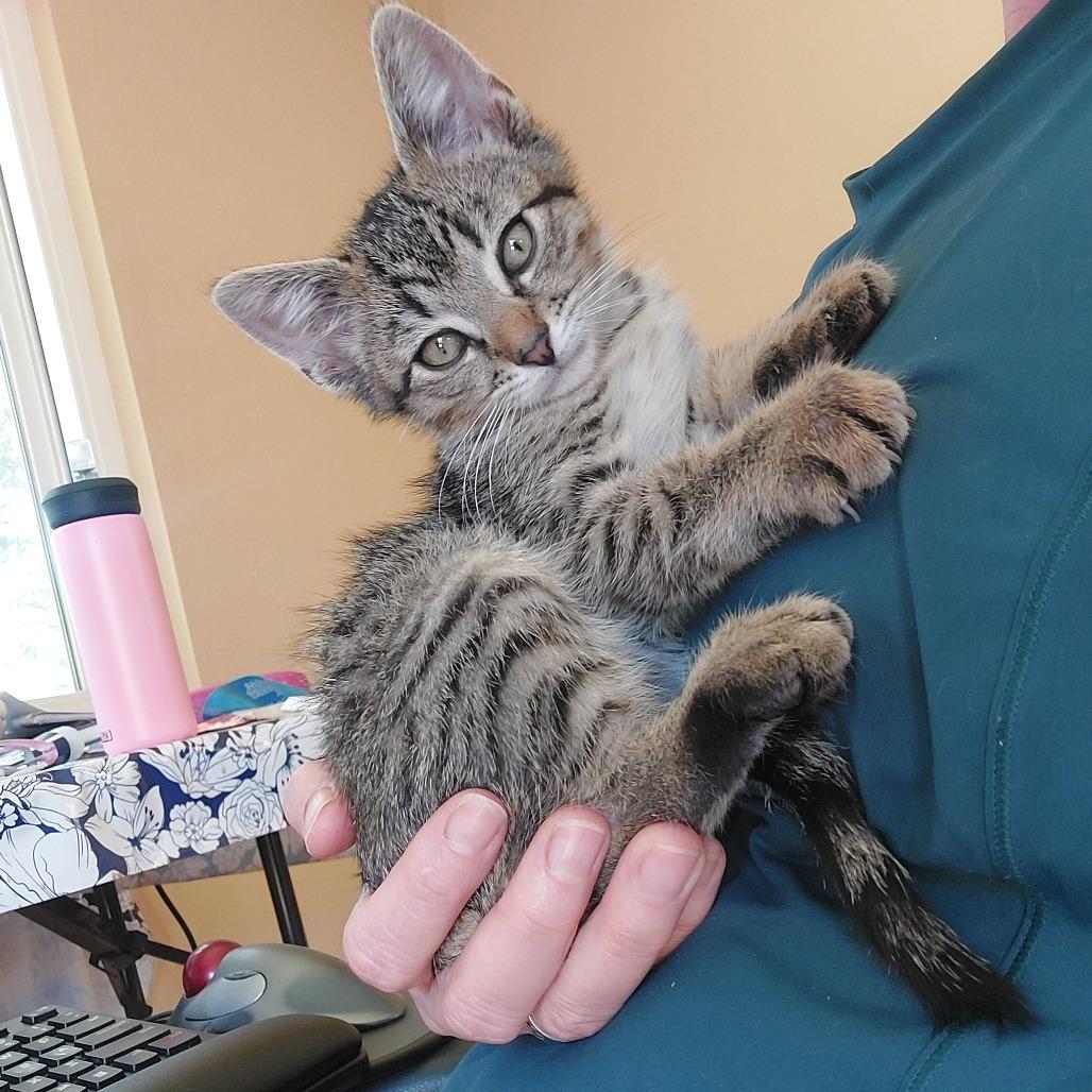 Enlarge Cosmos (bonded with Zinnia), a Adoptable Domestic Short Hair in Santa Rosa, CA image 6/6