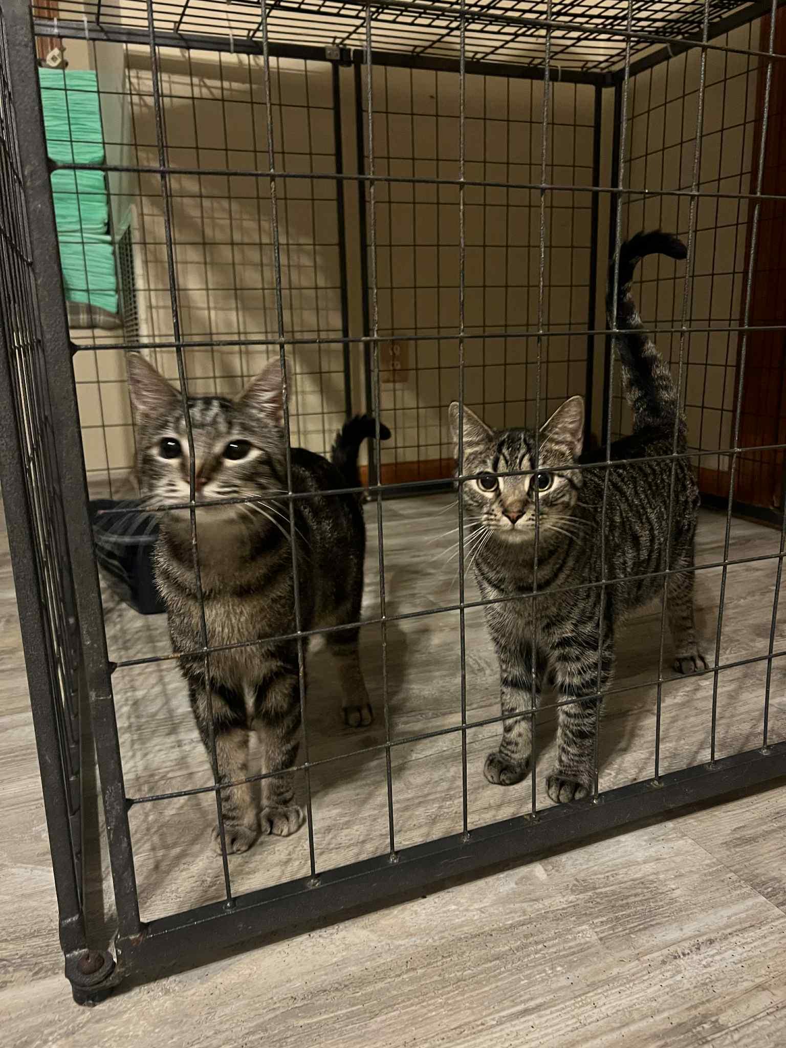 Courtesy Posting............Siblings