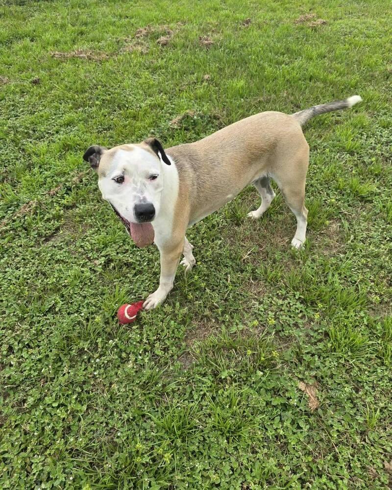 Rufus, a Adoptable English Bulldog in Milton, FL image 1/6
