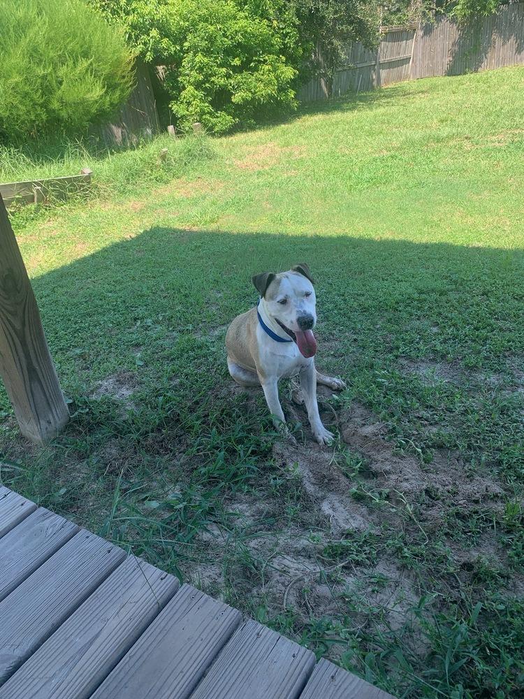 Rufus, a Adoptable English Bulldog in Milton, FL image 2/6