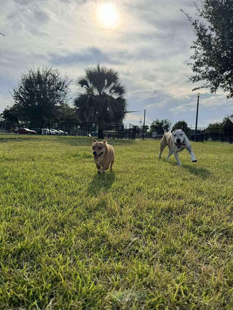 Rufus, a Adoptable English Bulldog in Milton, FL image 3/6