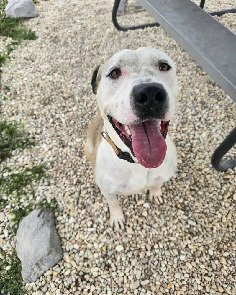 Rufus, a Adoptable English Bulldog in Milton, FL image 4/6