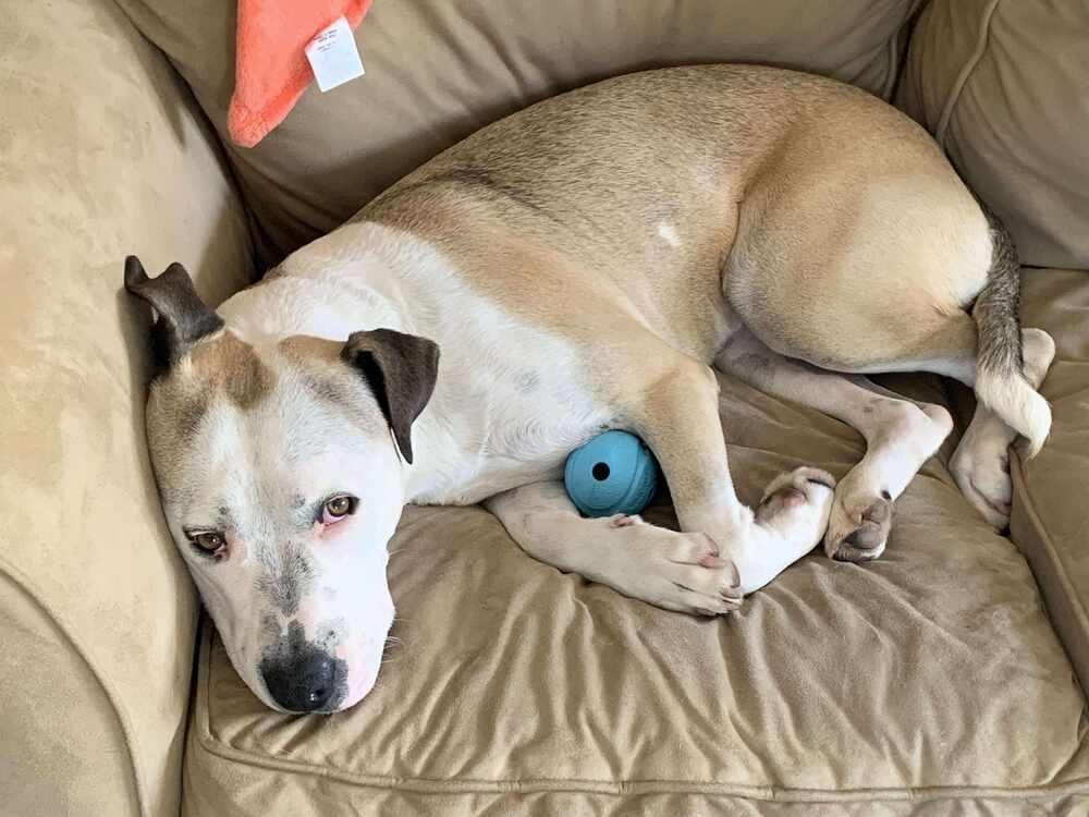 Rufus, a Adoptable English Bulldog in Milton, FL image 5/6