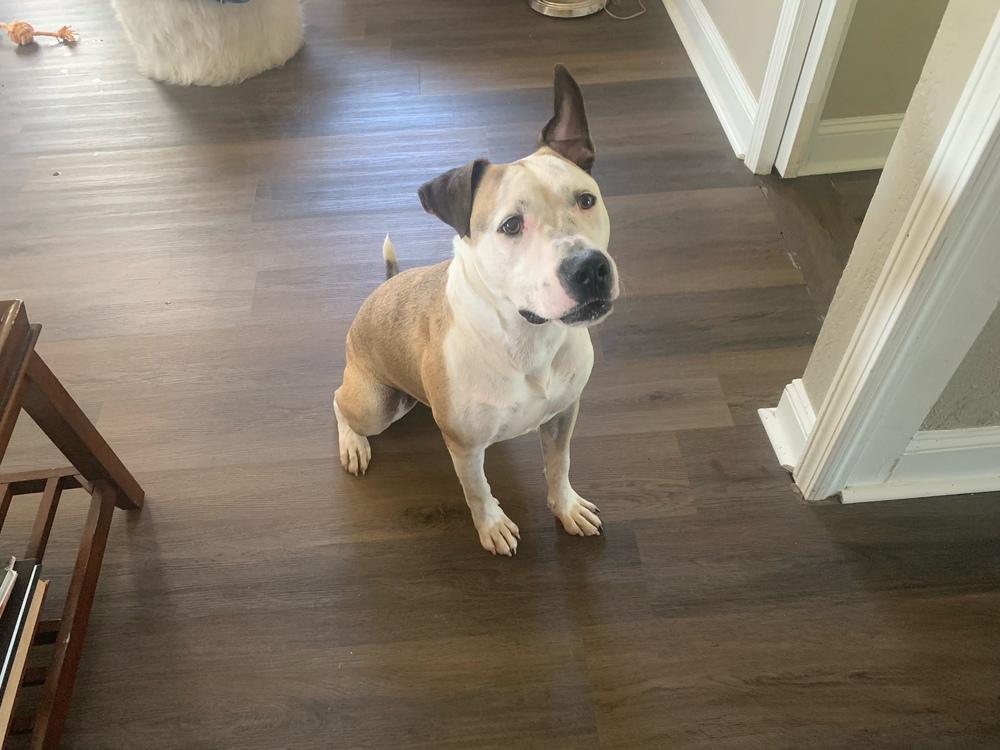 Rufus, Adoptable, Young Male English Bulldog.