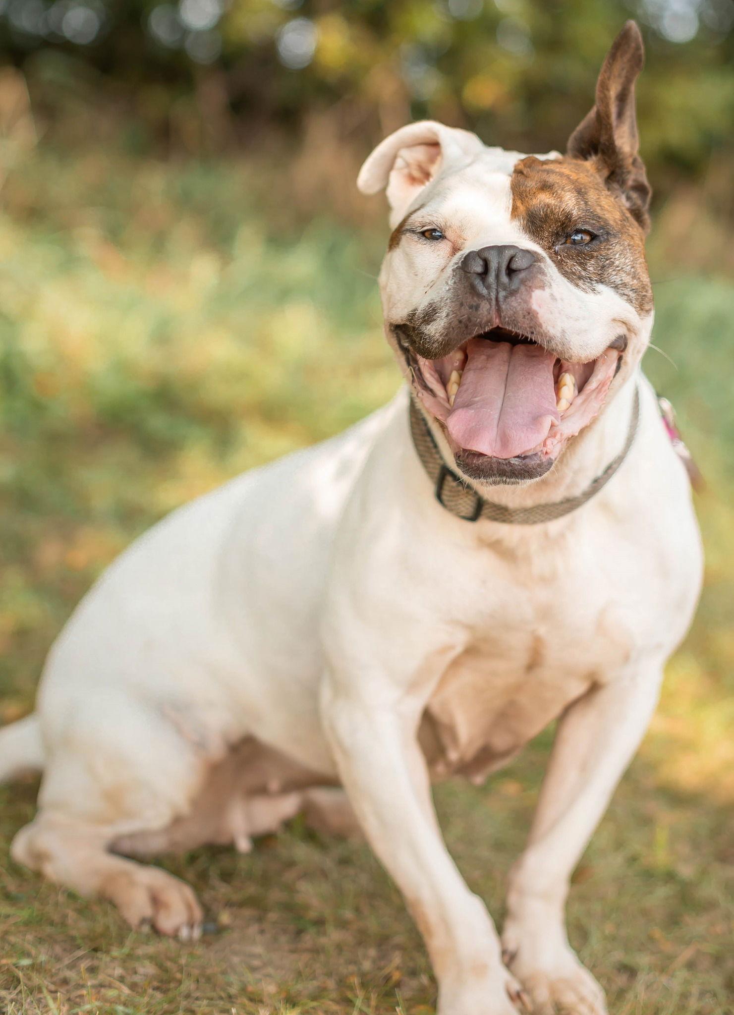 Peggy Bon Bons, a Adoptable Boxer in Knoxville, IA image 1/3
