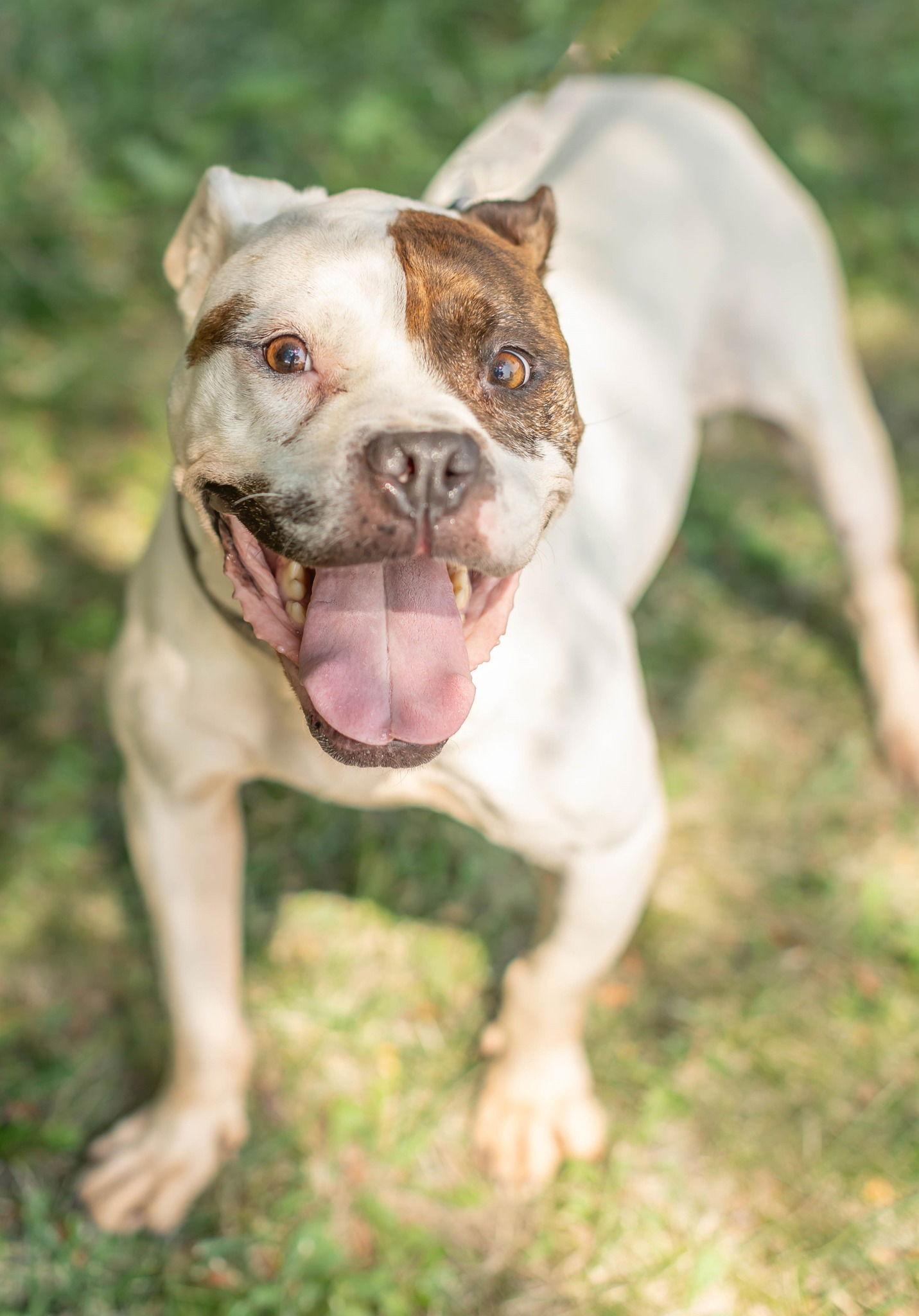 Peggy Bon Bons, a Adoptable Boxer in Knoxville, IA image 3/3