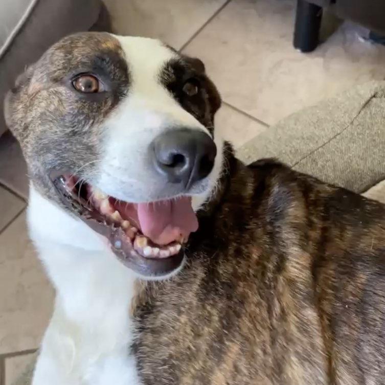 Poppy Tuba, a Adoptable Mixed Breed in San Diego, CA image 2/3